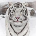 Tigre blanc